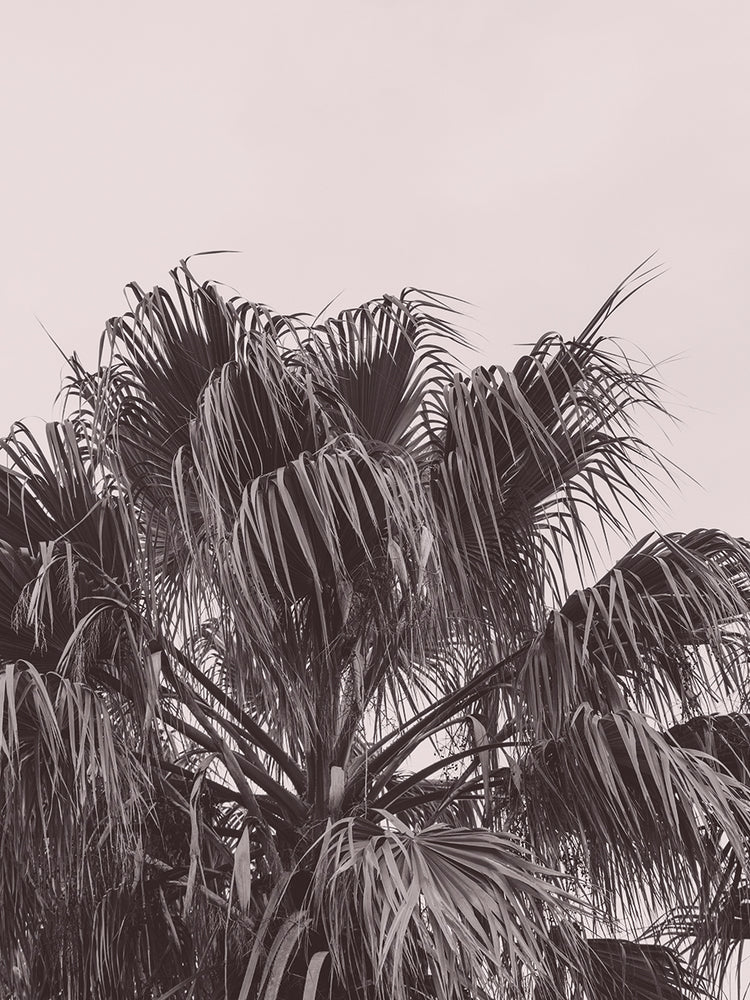 Portugal Travel Impression Palm Tree