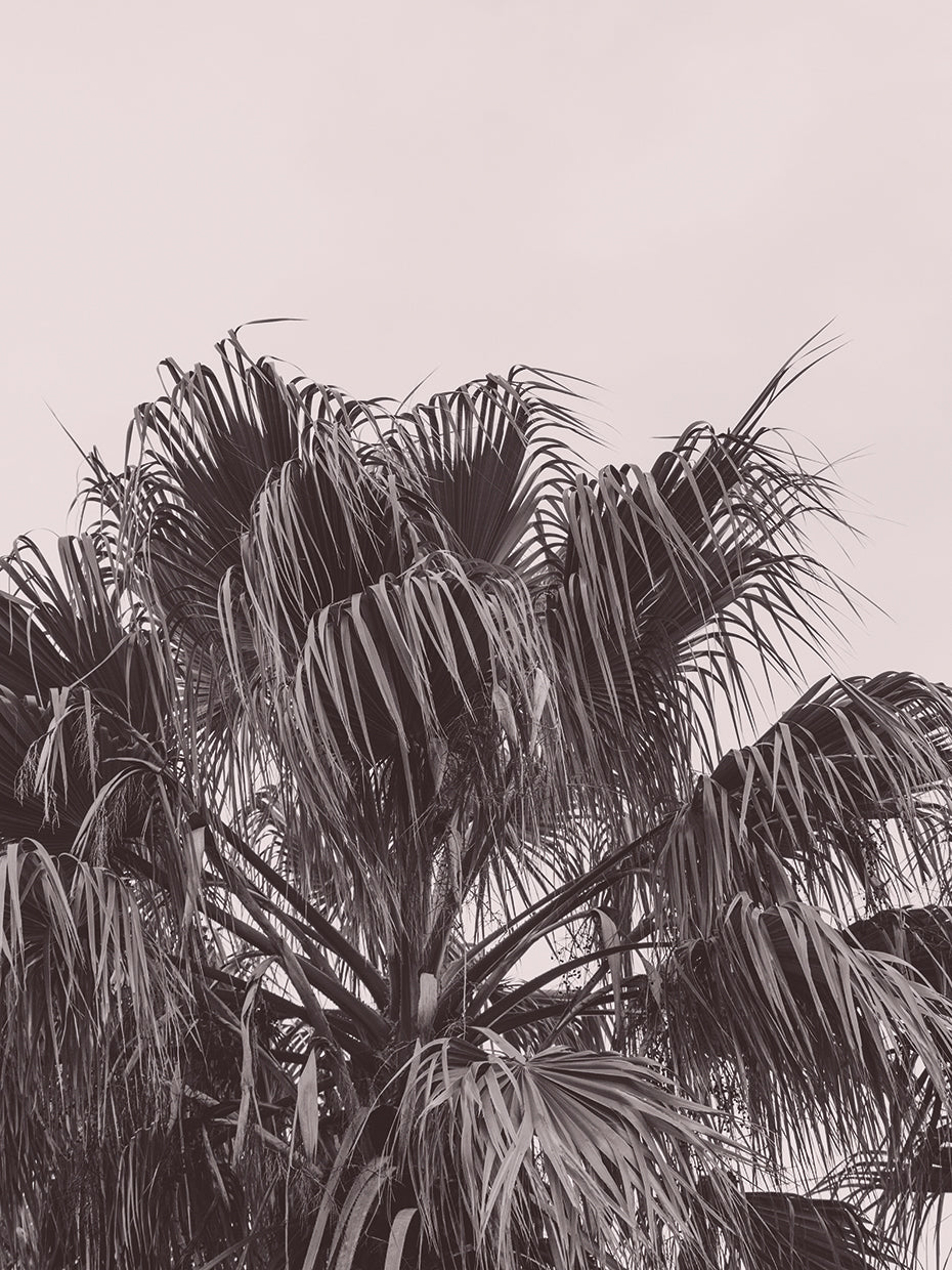 Portugal Travel Impression Palm Tree