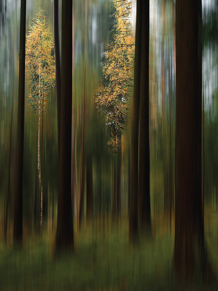 Emanuelson - Autumn leaves