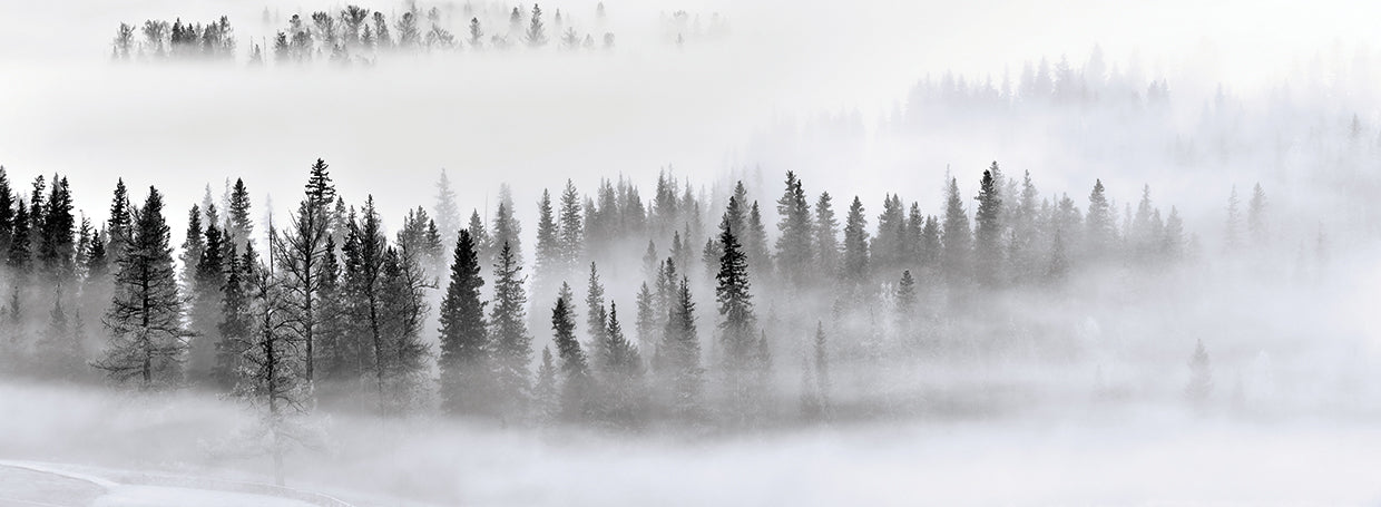 Xu - Foggy Forest