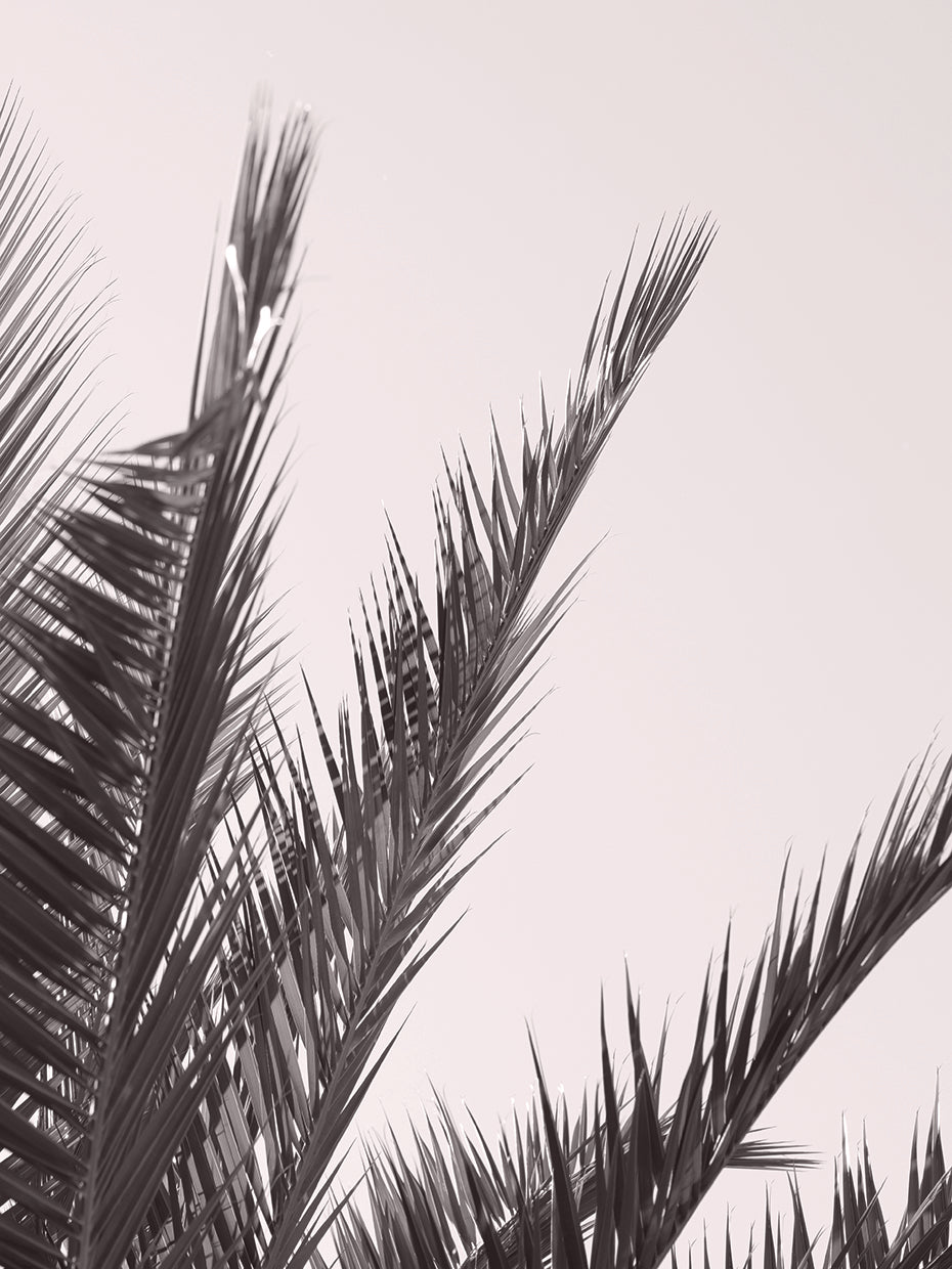 Studio III - Palm leaves and Sky