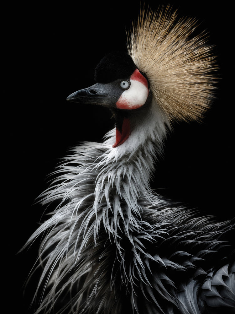 Itoyama - Retrato de grulla coronada Lienzo