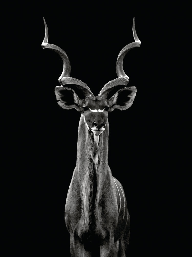 Bertsch - Gran Kudu Lienzo