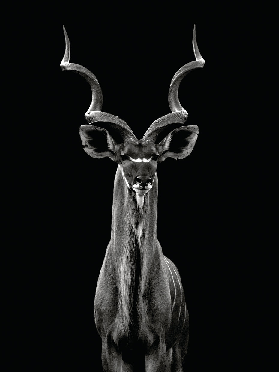 Bertsch - Gran Kudu Lienzo