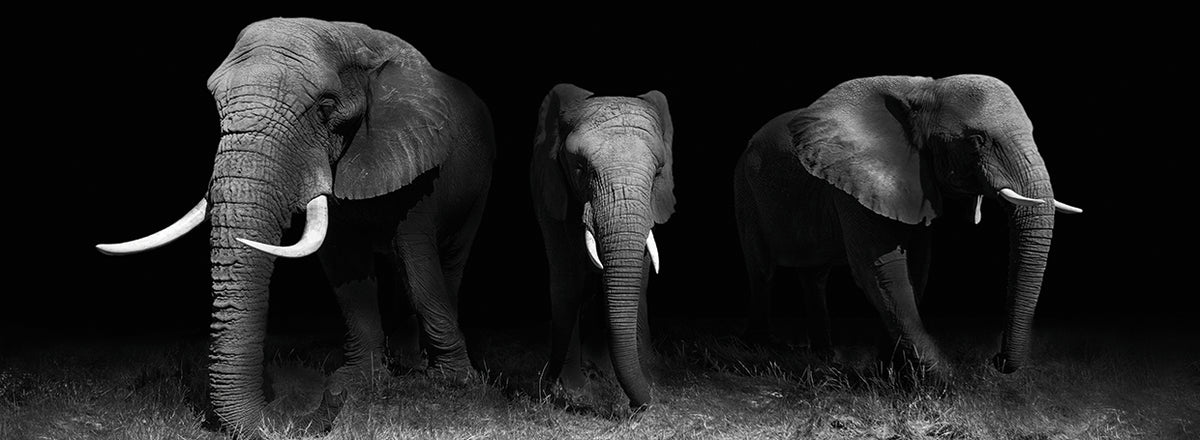 WildPhotoArt - Out of the Darkness