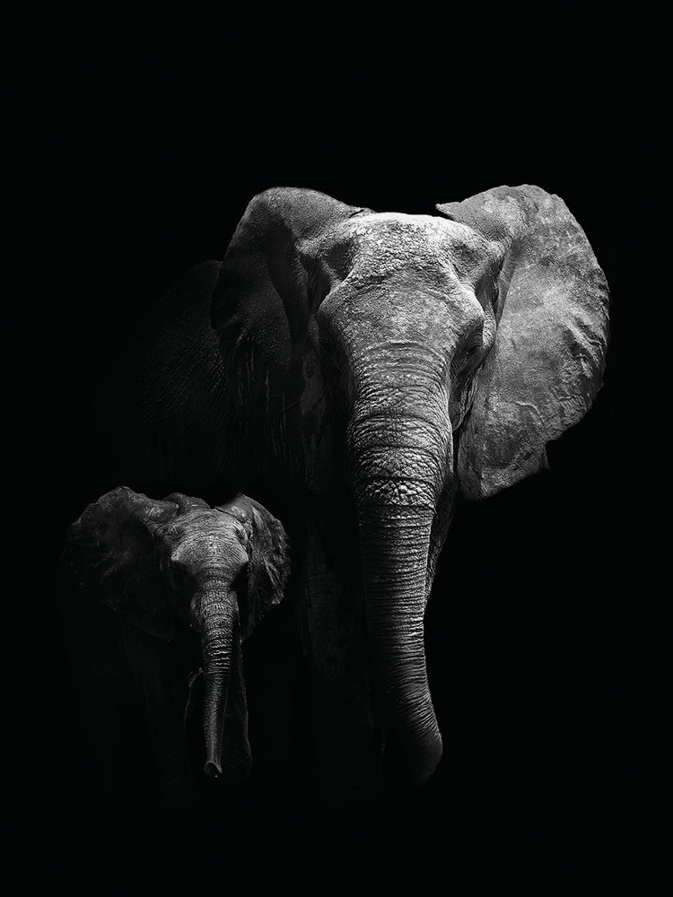 WildPhotoArt - Madre e hijo Lienzo