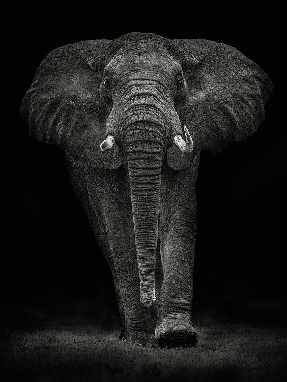 Moreno - Ngorongoro Bull