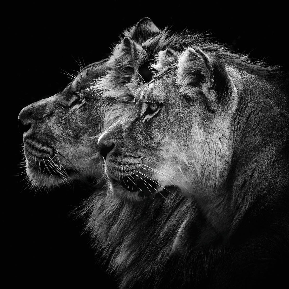 Dambreville - Lion and lioness portrait