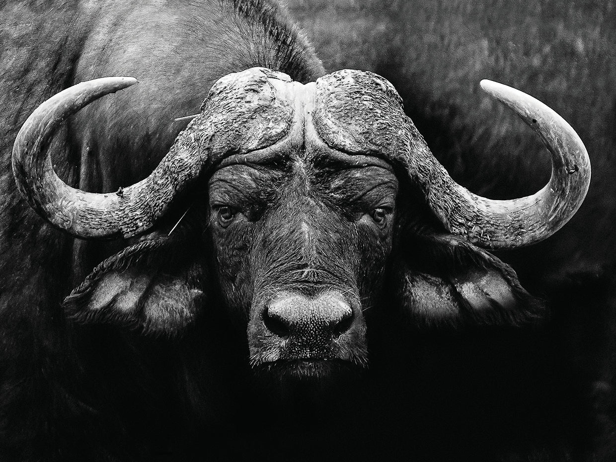 WildPhotoArt - La mirada Lienzo