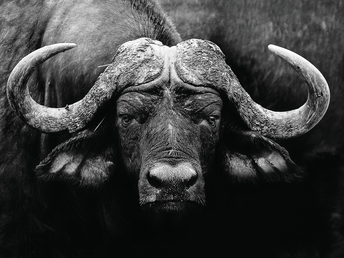 WildPhotoArt - The Stare