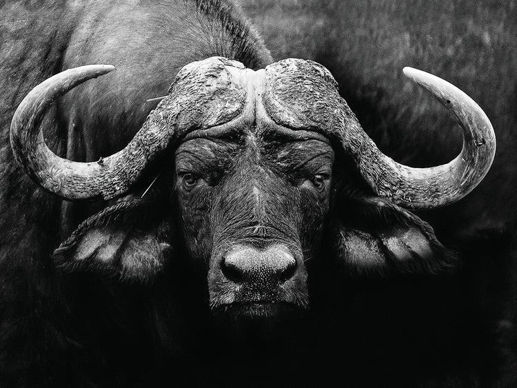 WildPhotoArt - The Stare