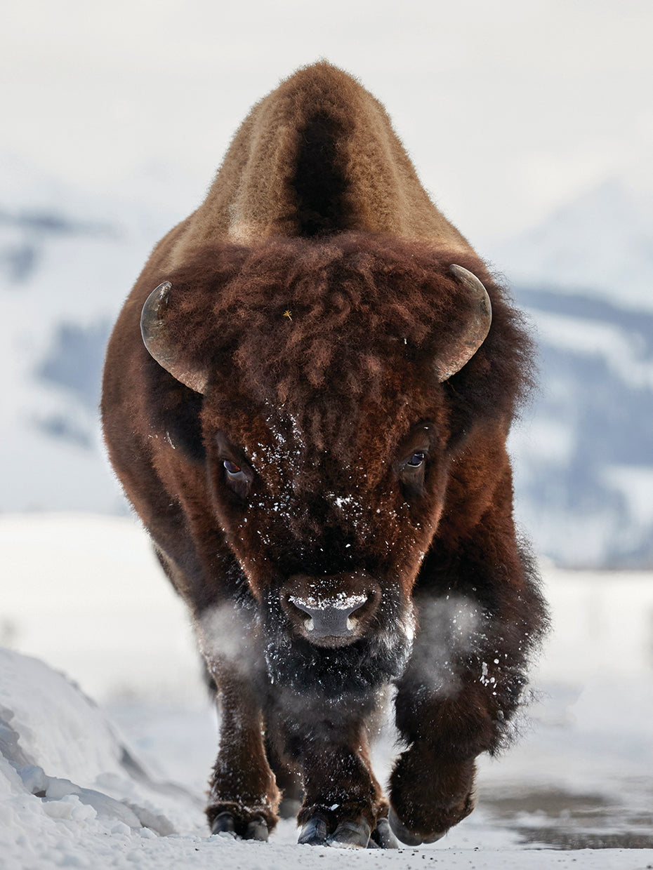Hudson - Bison entrante Lienzo