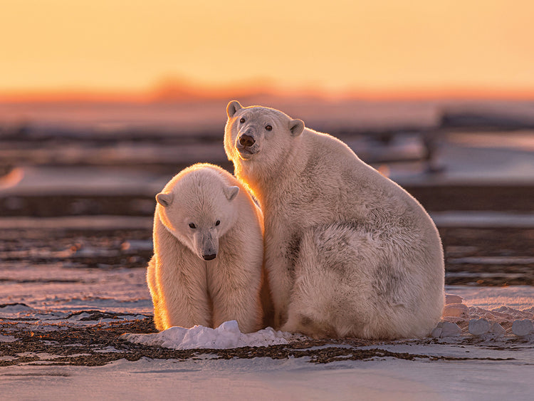 Wang - Polar Bears at sunset