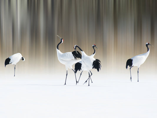 Iga - Red-crested white cranes Canvas Print