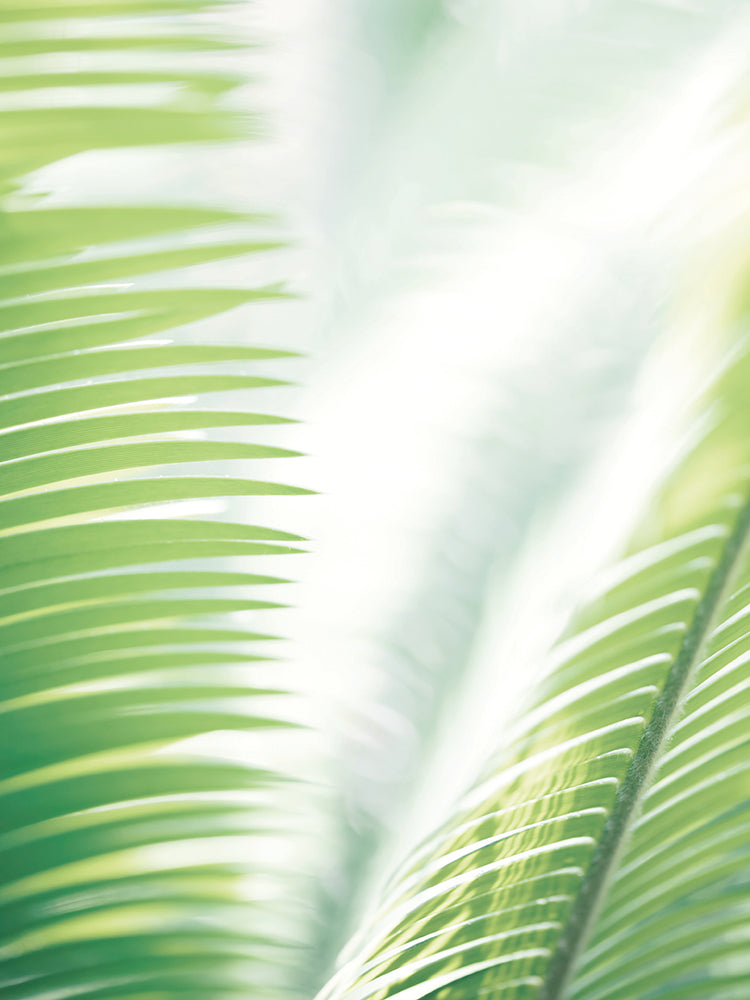 Studio III - Hojas de palmera claras Lienzo