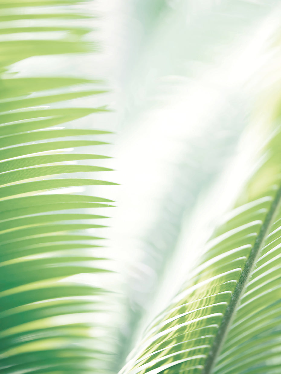 Studio III - Hojas de palmera claras Lienzo