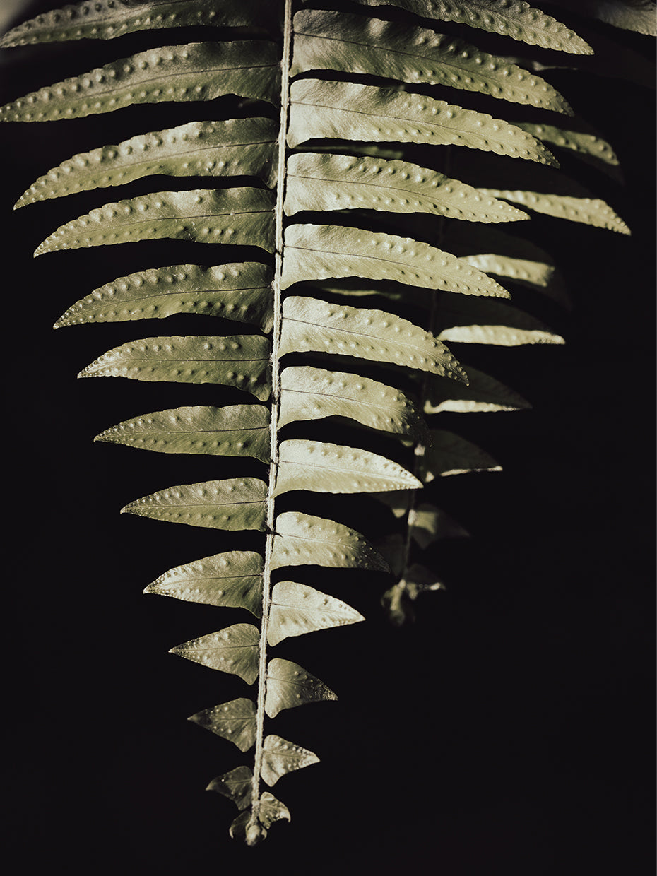 Studio III - Hoja de helecho Lienzo