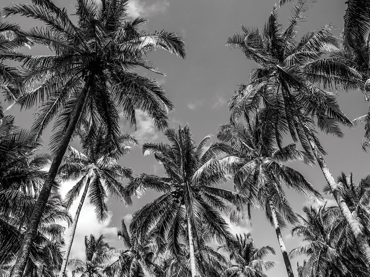 California Palms I