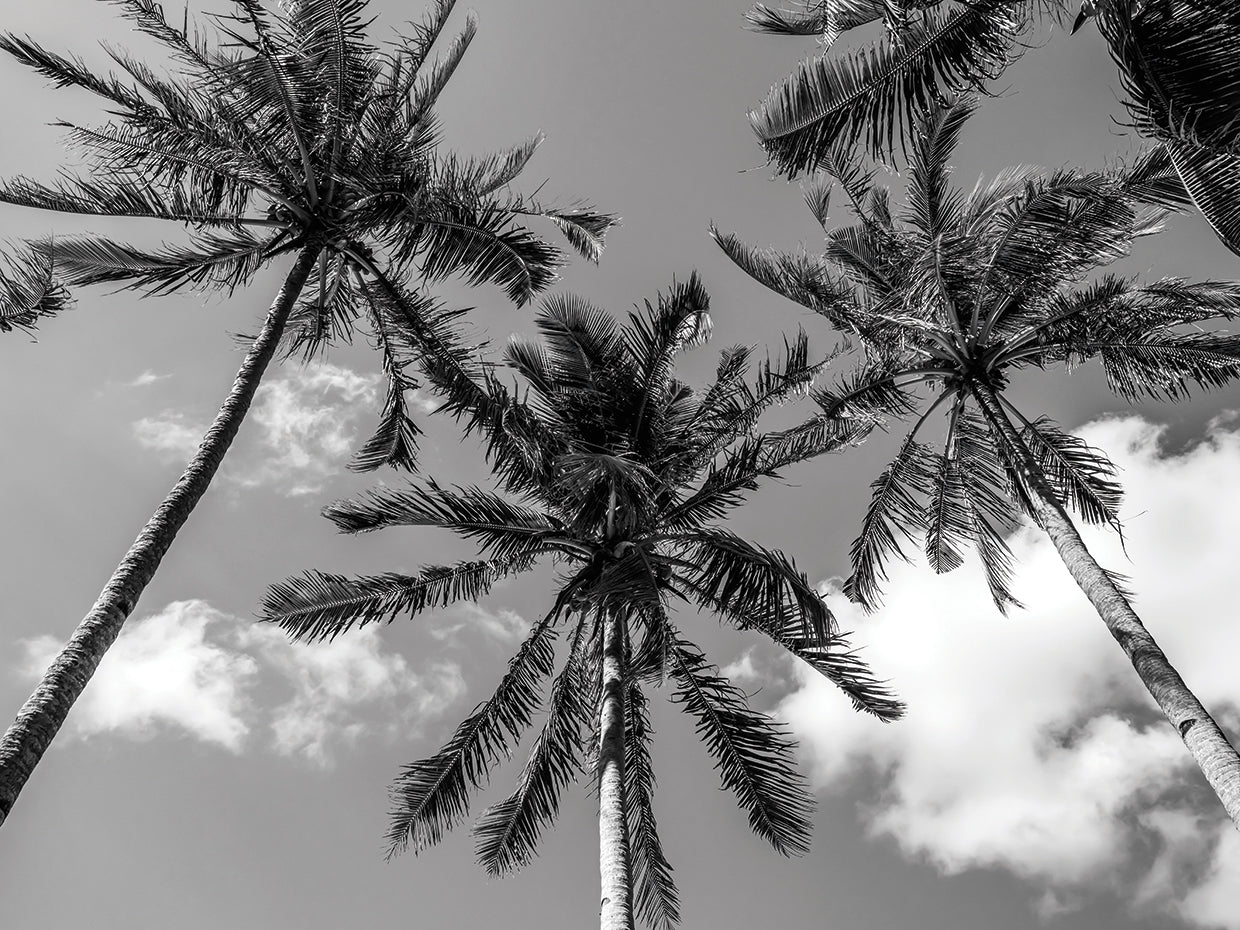 California Palms II