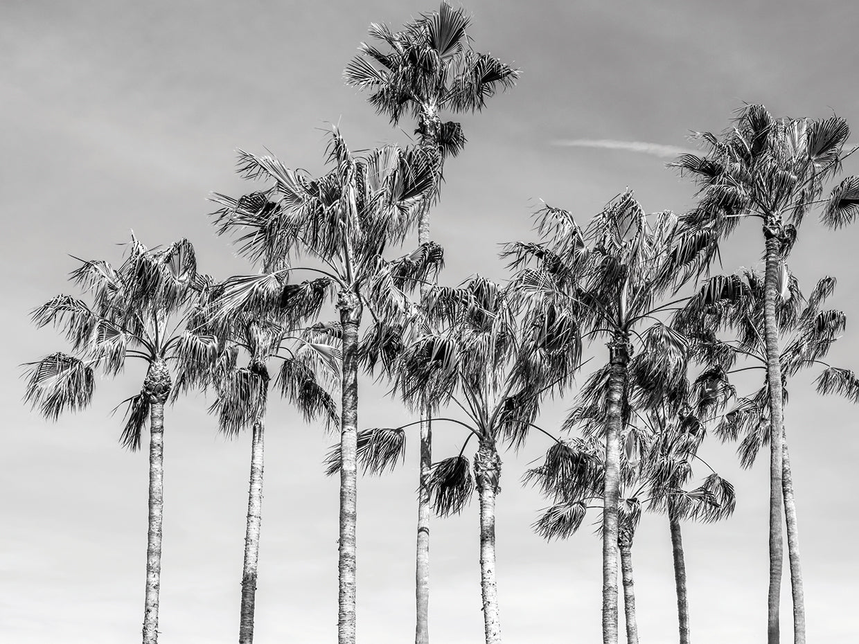 California Palms III