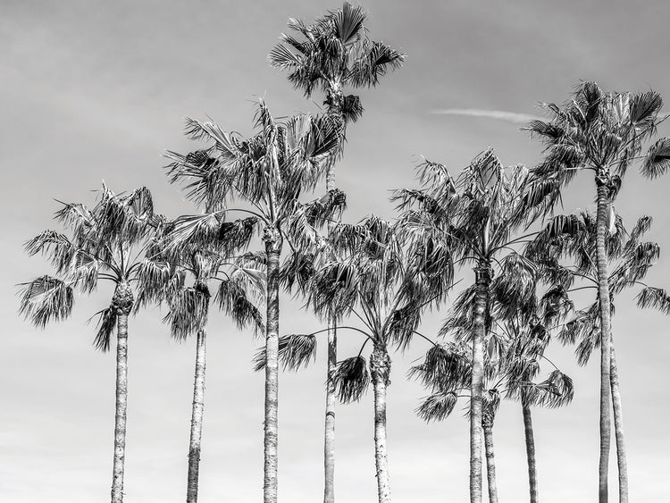 California Palms III