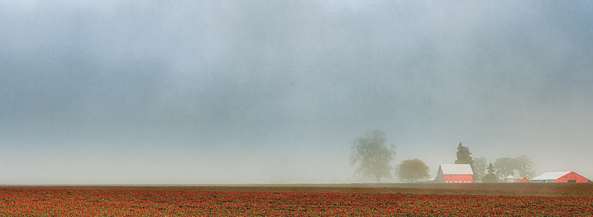 Crimson Clover Misty Morning