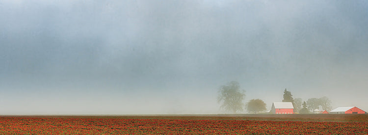 Crimson Clover Misty Morning