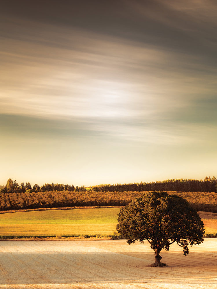 Lone Tree at Sundown