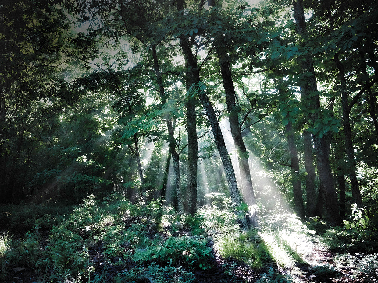 Bosque del sol Lienzo