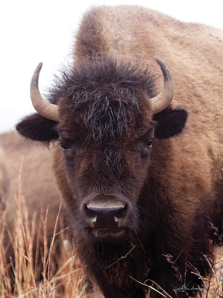 American Bison IV