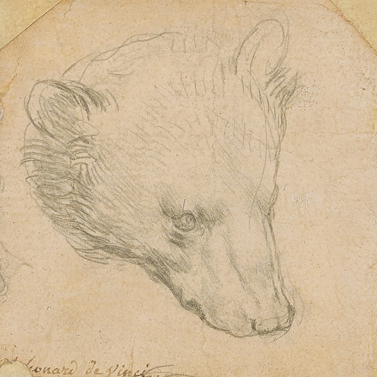 Head of a bear Canvas Print