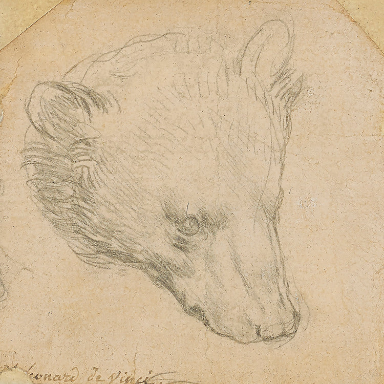 Head of a bear