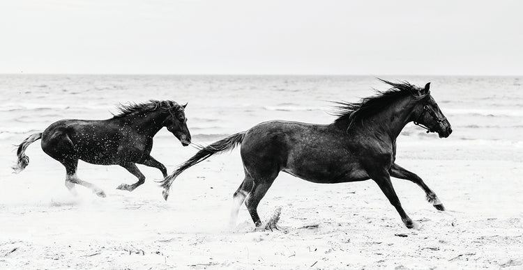 Horses
