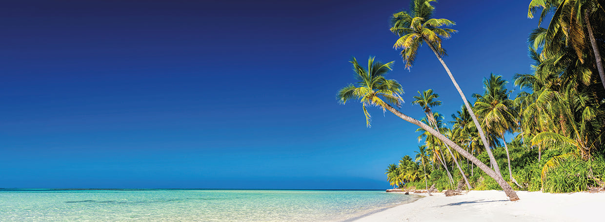Maldives Palms