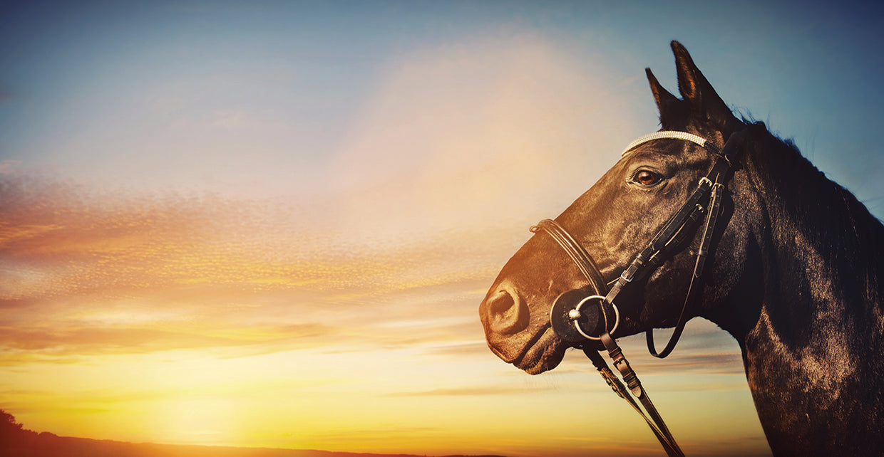 Horse at Sunset