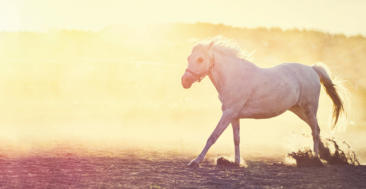 Horse in the field
