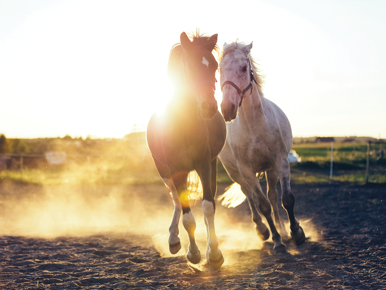 Running Horses
