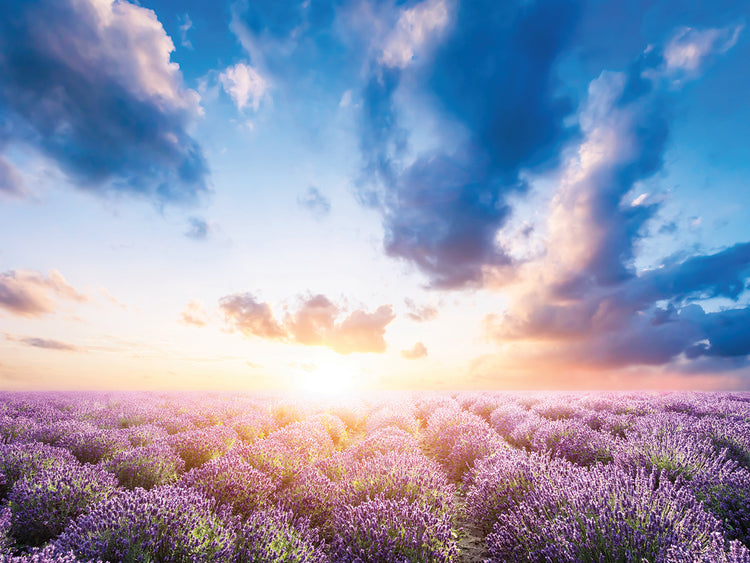 Lavendar Fields I