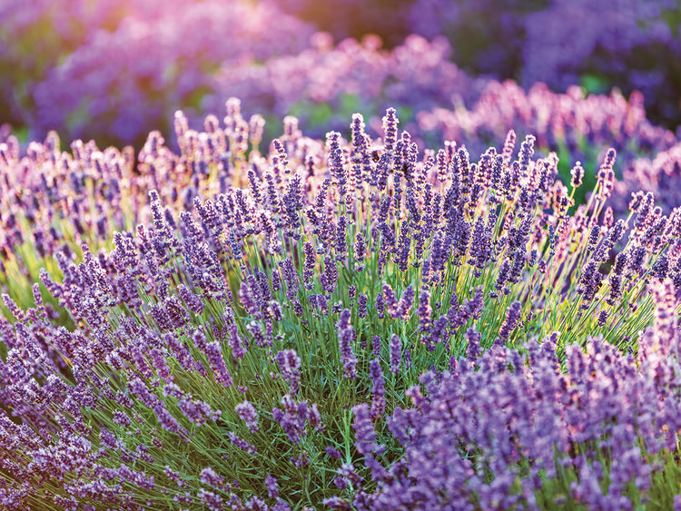 Campos de lavanda de cerca Lienzo