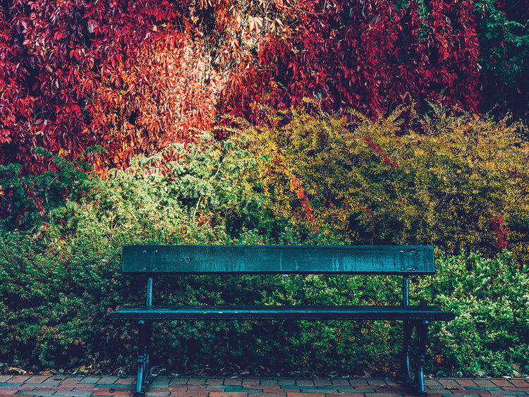 Banco de parque de otoño Lienzo