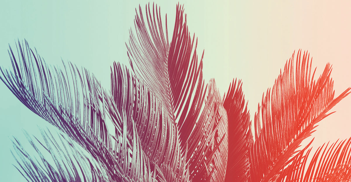 Palms