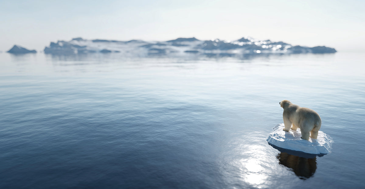Polar Bear II