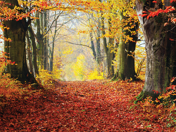 Otoño Lienzo