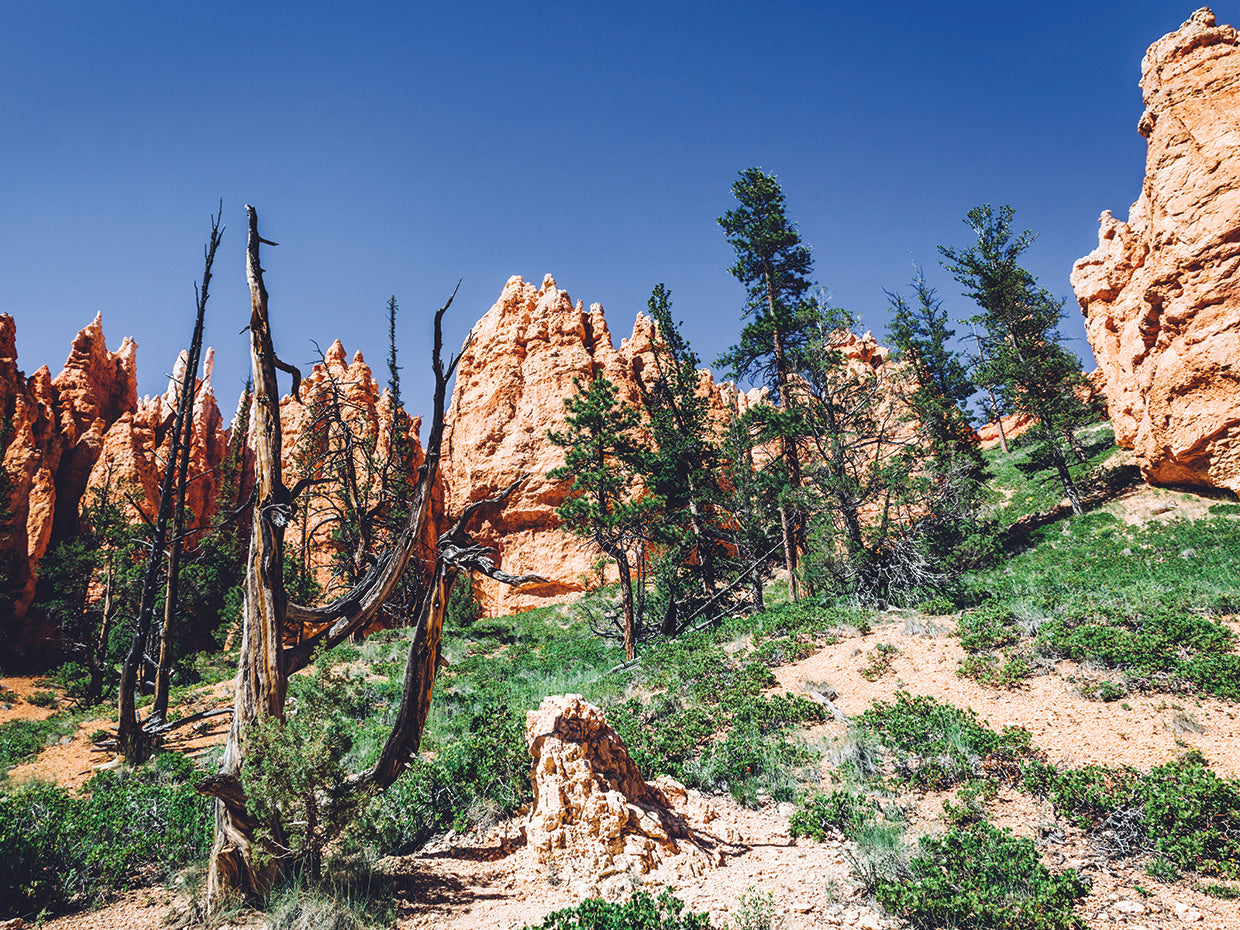 arizona i Lienzo