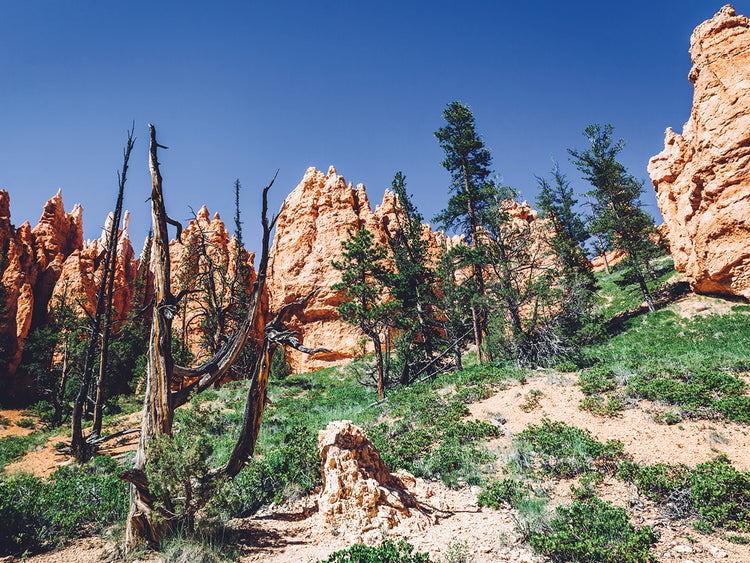arizona i Lienzo