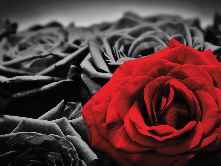 Rosa roja Lienzo