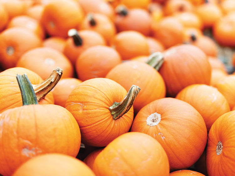 Calabazas 1 Lienzo