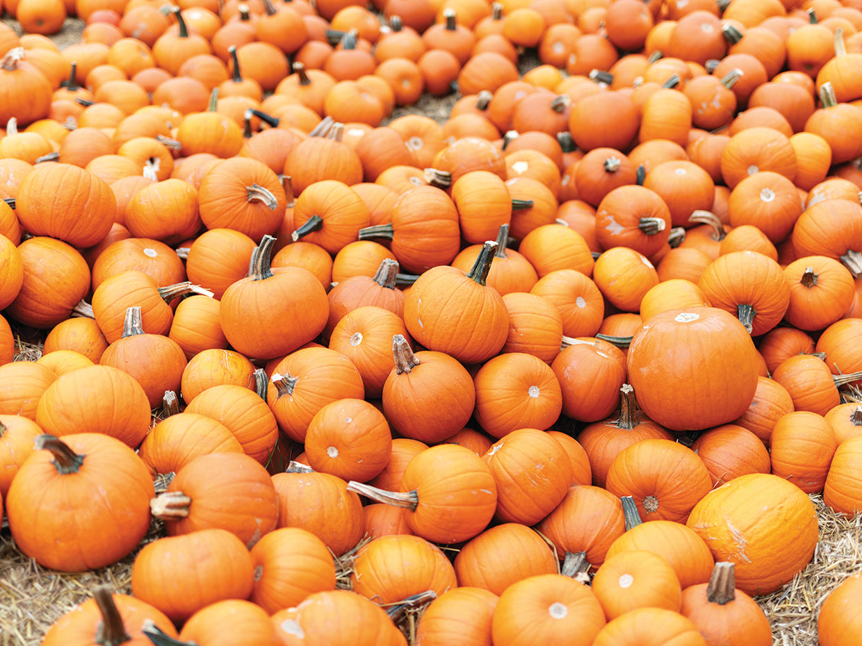 Pumpkins 2