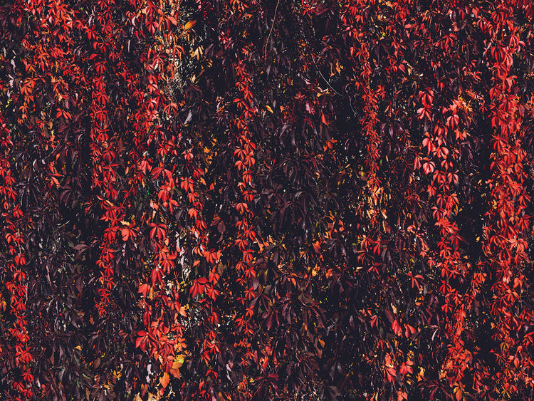 Otoño 1 Lienzo