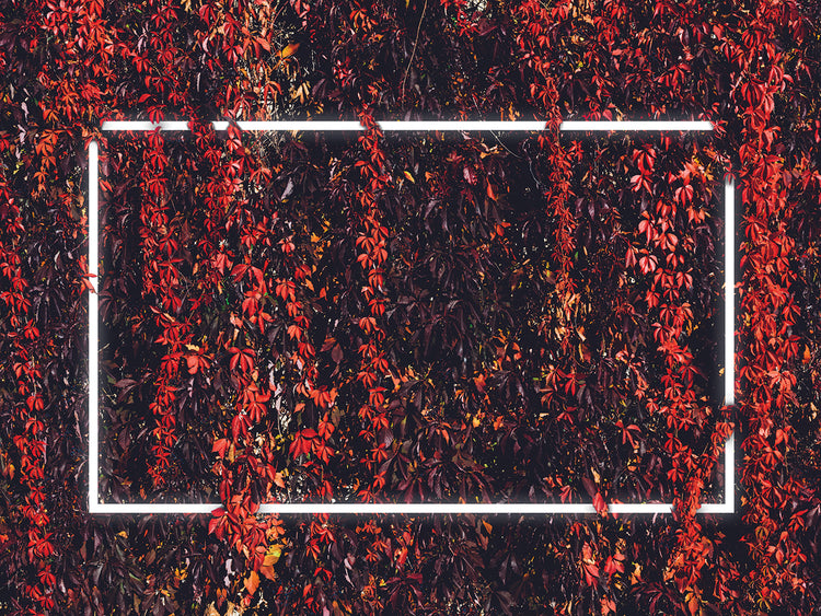 Otoño 3 Lienzo